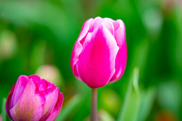 Spring flower in tulip field. Colorful vivid tulips in the park. Tulip flowers background. Beautiful flower red tulips in sunlight landscape at spring or summer. Amazing spring nature. Tulips flowers