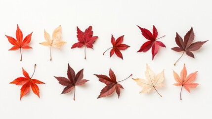 Wall Mural - Artful composition of maple leaves on a white background, showcasing their rich autumn colors and detailed textures in a minimalistic style