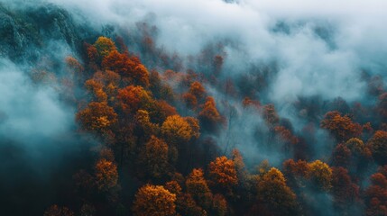 Poster - Autumn fog shrouds the forest in Bulgaria Balkan Mountains, with vibrant leaves and a peaceful, misty landscape