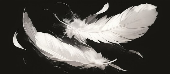 Poster - White duck feathers painted against a black background