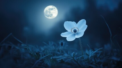 Wall Mural - A delicate anemone flower, illuminated by the soft glow of the full moon, creating a peaceful nighttime scene