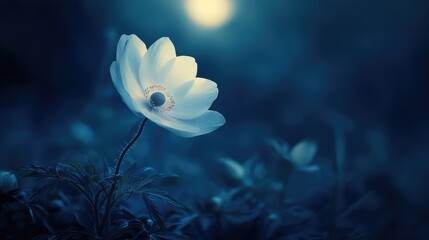 Wall Mural - A delicate anemone flower, illuminated by the soft glow of the full moon, creating a peaceful nighttime scene