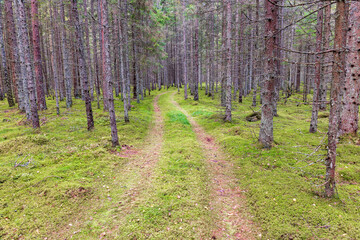 Sticker - Dirt road in a spruce forest