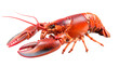 © 168 STUDIO - lobster isolated on white background