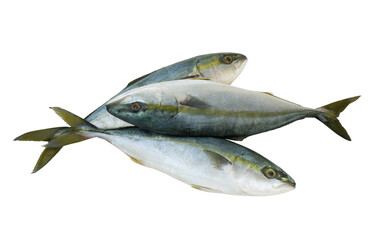 Wall Mural - Three yellowtail amberjack fishes isolated on white background	