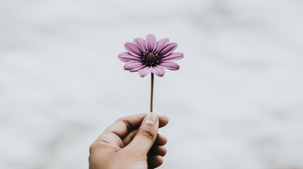 Canvas Print - A person holding a purple flower in their hand