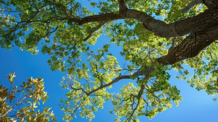 Aufkleber - Tree and foliage set against a blue sky