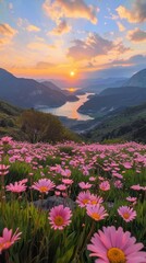 Poster - A beautiful field of pink flowers with a sunset in the background