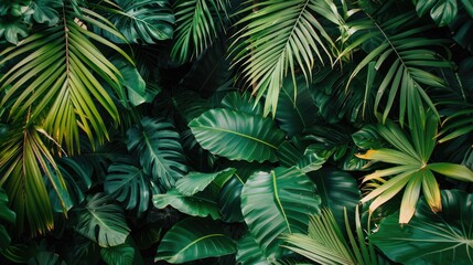 Tropical forest plants in green natural surroundings