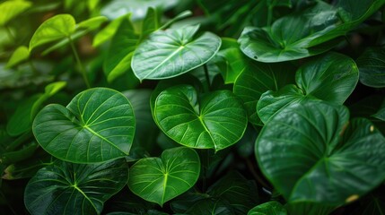 Unique Characteristics of Taro Leaf