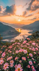 Wall Mural - A beautiful field of pink flowers with a sun setting in the background