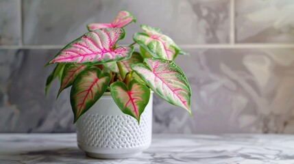 Poster - Tropical Pink Syngonium Plant with Dewy Leaves in White Pot