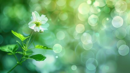 Poster - White Blossom with Green Hues in Blurred Natural Background