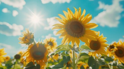 Sunflowers under sunny skies