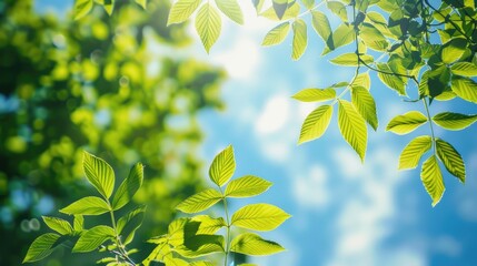 Poster - Spring scene with green foliage against a blue sky