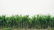 ©  AugmentArt - Sugarcane plant in field against white backdrop