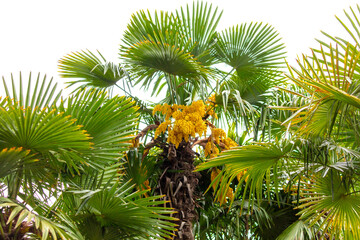 Poster - A tree with yellow flowers is in the foreground