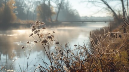 Poster - Morning riverside scene with spider web on dry plant
