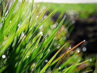 Close-up image of dew on grass