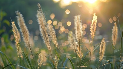 Aufkleber - Morning Soft Focus on Vertical Grass Flowers