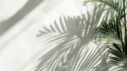 Poster - Palm leaf shadow on white wall with space for text