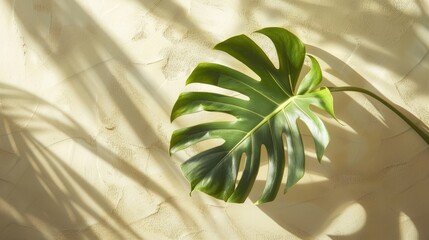 Monstera leaf casting shadow on soft background