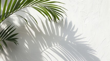 Poster - Palm leaf shadow on white wall with space for text