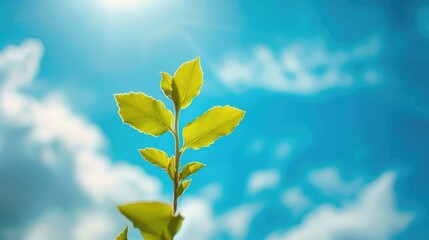 Plant against a blue sky