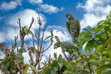 Wall Mural - rare species of parrot (amazona kawalli) colombian rainforest