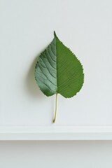 Poster - Single Green Leaf on White Surface