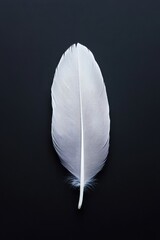 Poster - Elegant White Feather on Black Background