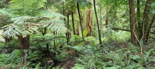 Tree ferns 3