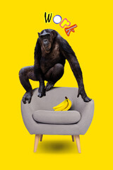 Poster - Vertical composite artwork collage image picture of chimp sit chair banana work isolated on creative background