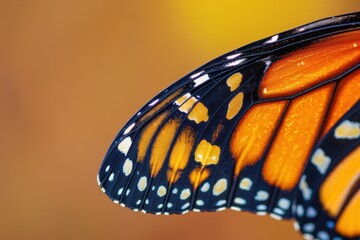 Aufkleber - Close-up view of a monarch butterfly wing showcasing vibrant orange and black patterns against a blurred orange background in a natural setting