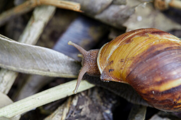 Close-up of  snail on a leaf