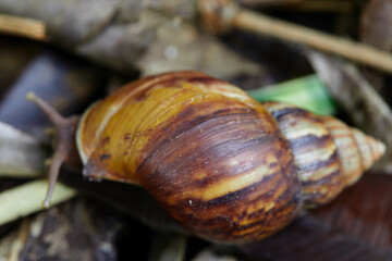 Close-up of  snail on a leaf