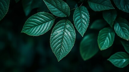 Sticker - Close-up of lush green leaves illuminated by soft light in a serene natural environment during a humid evening