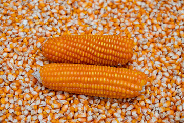 Wall Mural - macro image of dry corn seeds. close up image of maize seeds.