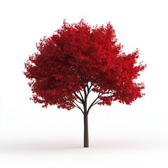 Wall Mural - 3D render of a red maple tree, isolated on a white background,