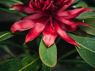 Sticker - Red waratah flower