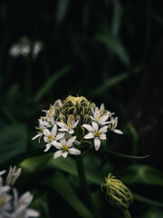 Sticker - Spring flowers in the garden