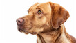 © AstraNova - Close-up portrait view of adorable Labrador Retriever dog head and face looking from side view isolated on white background