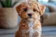 © Vesna - adorable maltipoo puppy with fluffy white and brown fur captured in playful pose expressive eyes and soft texture emphasize cuteness perfect for petrelated content