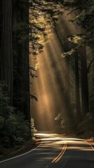 Poster - A road with trees on either side and the sun shining on it