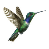 A stunning and vibrant illustration of a hummingbird in flight, showcasing its brilliant green and blue feathers against a stark black background, ,isolated on transparent background, cut out, png