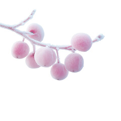 Wall Mural - A branch with frozen fruit on it