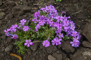 Pink flowers of phlox subulata in May