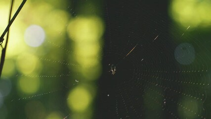 Spider in the center of the spider silk sways in the wind. Filming in the forest.