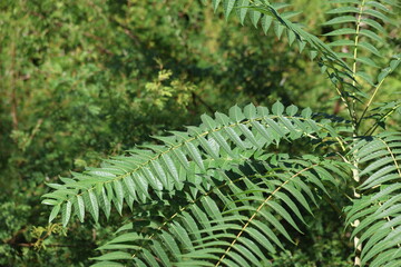 close up of branches of ailanthus altissima (mill) swingle