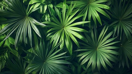 Poster - Lush greenery featuring vibrant palm leaves in a dense forest under natural lighting during daytime